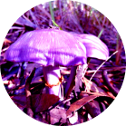 Mushrooms