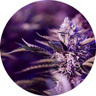 Cannabis
