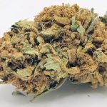 🧀UK Cheese🧀 ★★☆☆☆ – 28g [Seeds]