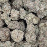Georgia Tarts ★★★★★ – 112g [BULK]
