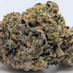 🍊Orange Cookie MAC🍪 ★★★★☆ – 14g